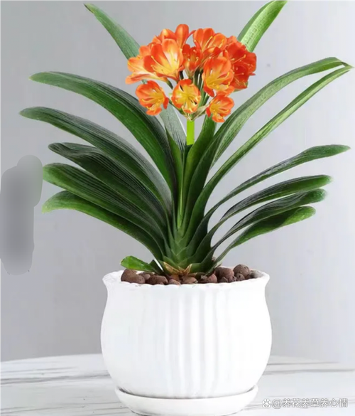 君子兰怎么养才能开花，君子兰怎么养才能开花,开花的窍门-第3张图片-优品飞百科
