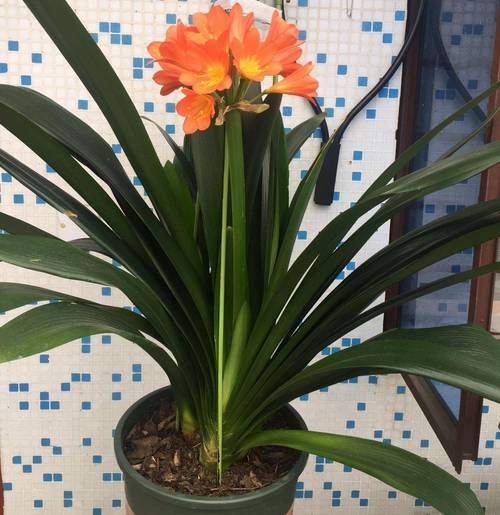 君子兰怎么养才能开花，君子兰怎么养才能开花,开花的窍门-第4张图片-优品飞百科