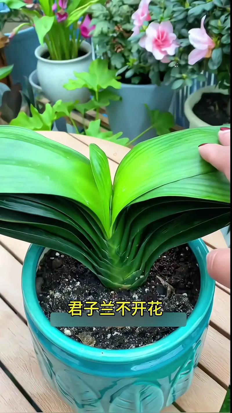 君子兰怎么养才能开花，君子兰怎么养才能开花,开花的窍门-第5张图片-优品飞百科