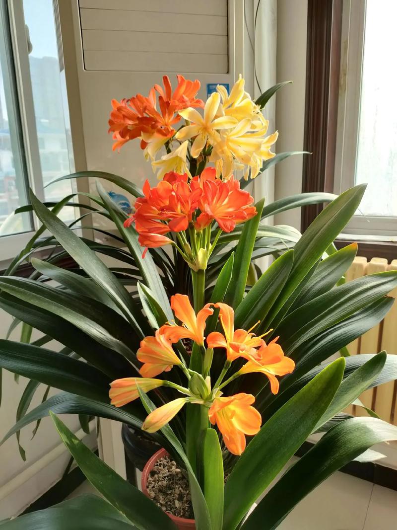 君子兰怎么养才能开花，君子兰怎么养才能开花,开花的窍门-第7张图片-优品飞百科