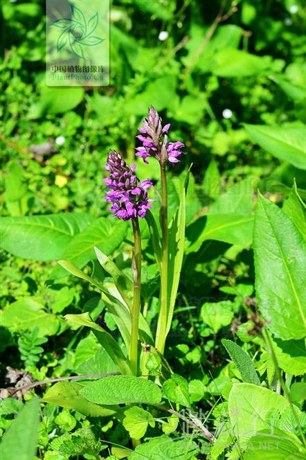 宽叶红门兰怎么装盆，意大利红门兰花语？