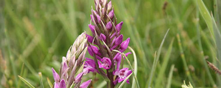 宽叶红门兰怎么装盆,意大利红门兰花语?-第2张图片-优品飞百科 宽叶红门兰怎么装盆,意大利红门兰花语?-第2张图片-优品飞百科