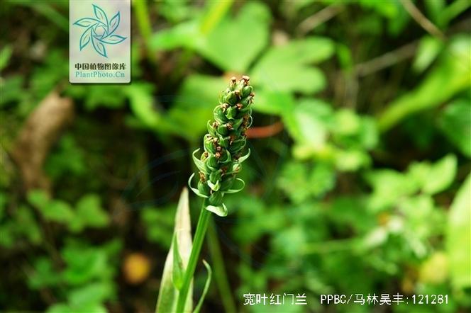 宽叶红门兰怎么装盆,意大利红门兰花语?-第3张图片-优品飞百科 宽叶红门兰怎么装盆,意大利红门兰花语?-第3张图片-优品飞百科