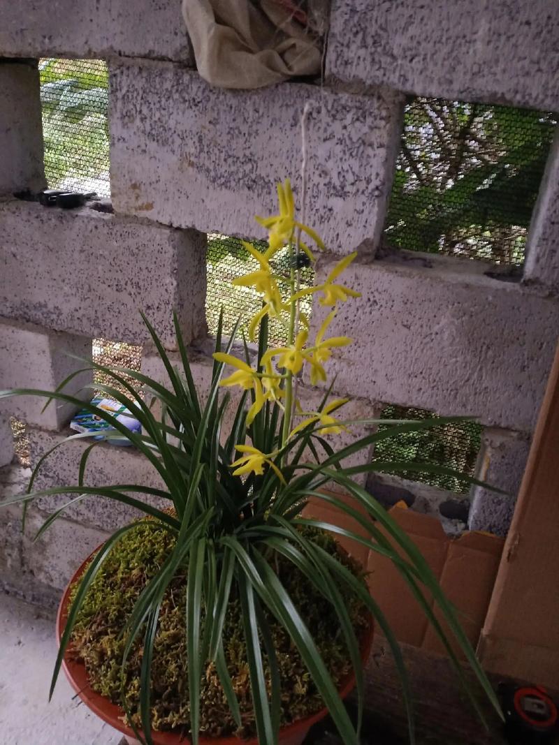 宽叶红门兰怎么装盆,意大利红门兰花语?-第5张图片-优品飞百科 宽叶红门兰怎么装盆,意大利红门兰花语?-第5张图片-优品飞百科