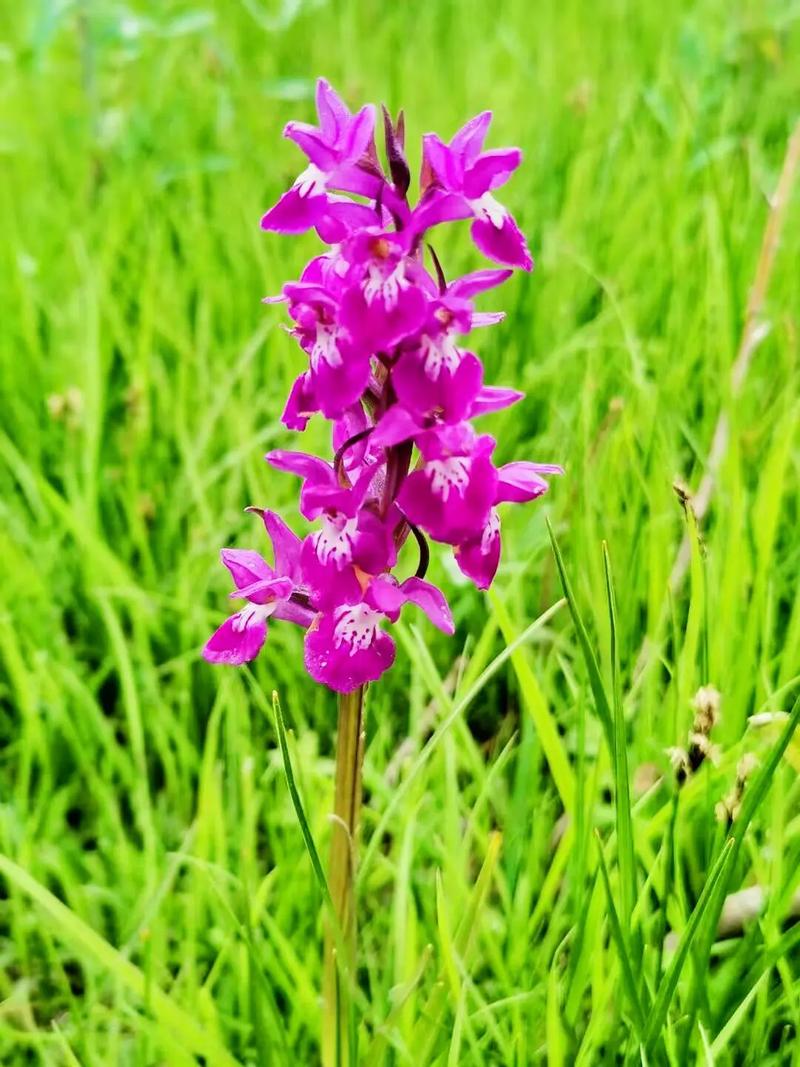 宽叶红门兰怎么装盆,意大利红门兰花语?-第4张图片-优品飞百科 宽叶红门兰怎么装盆,意大利红门兰花语?-第4张图片-优品飞百科