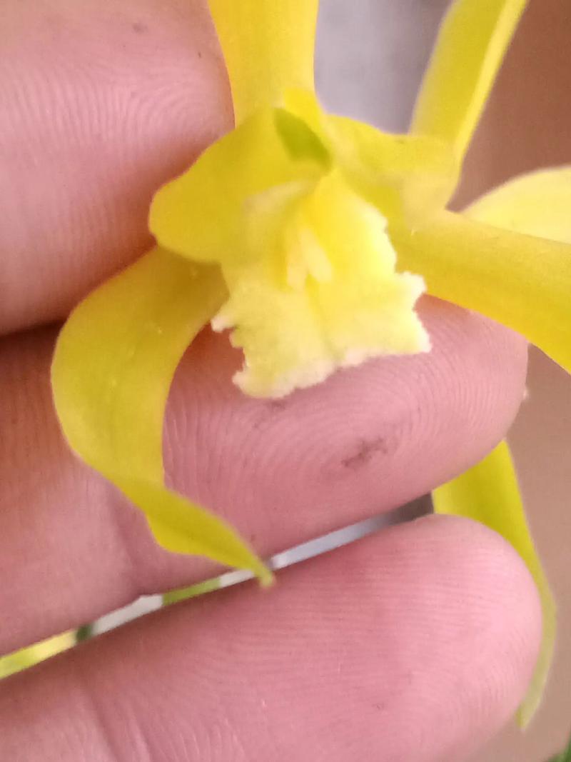 宽叶红门兰怎么装盆,意大利红门兰花语?-第6张图片-优品飞百科 宽叶红门兰怎么装盆,意大利红门兰花语?-第6张图片-优品飞百科