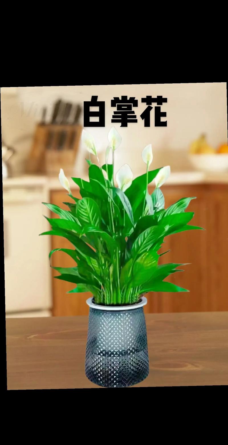 白掌怎么浇水？白掌怎么浇水最合适？