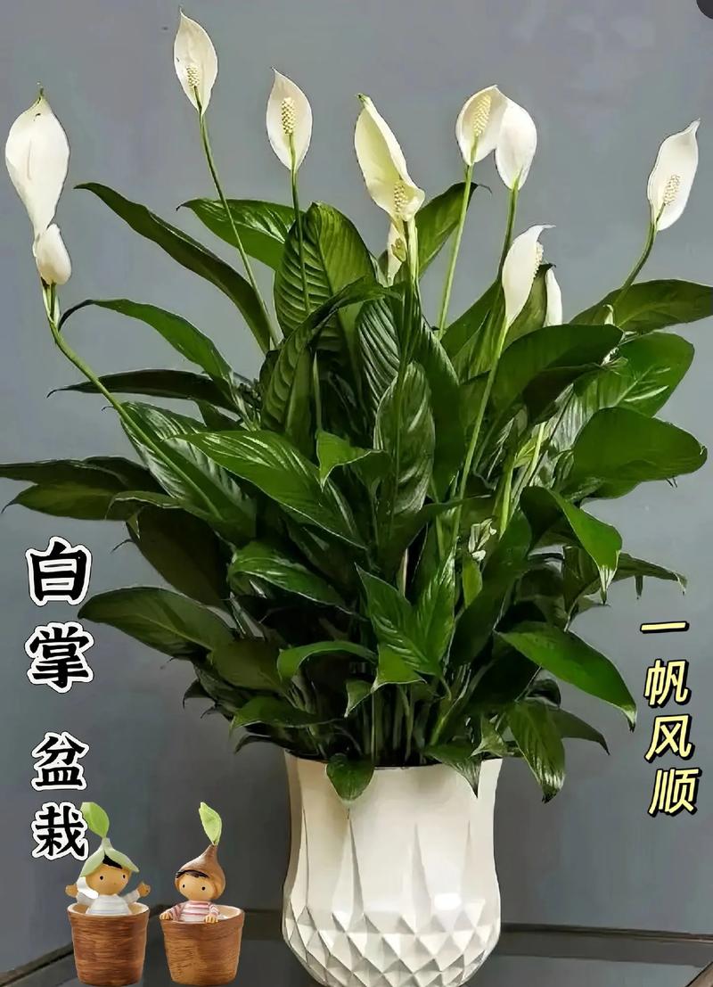 白掌怎么浇水？白掌怎么浇水最合适？-第2张图片-优品飞百科