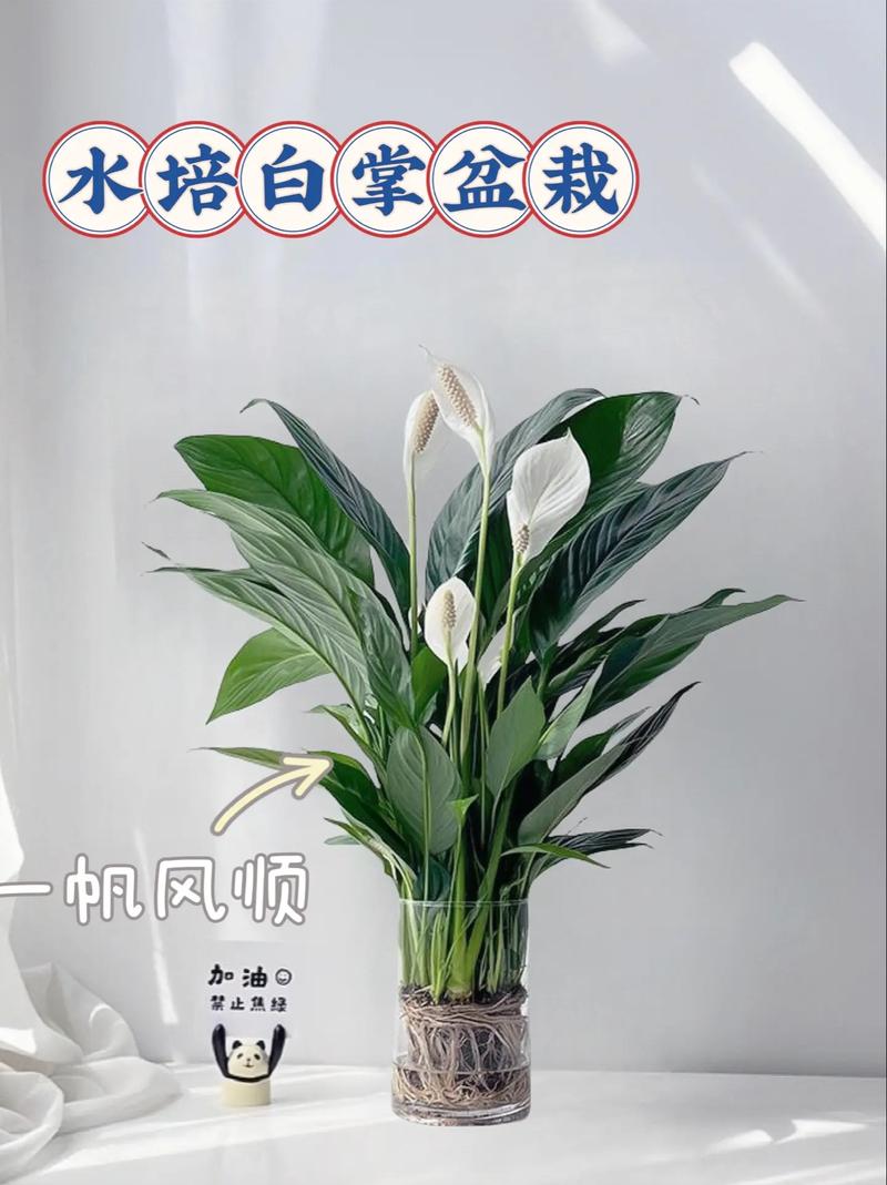 白掌怎么浇水？白掌怎么浇水最合适？-第3张图片-优品飞百科