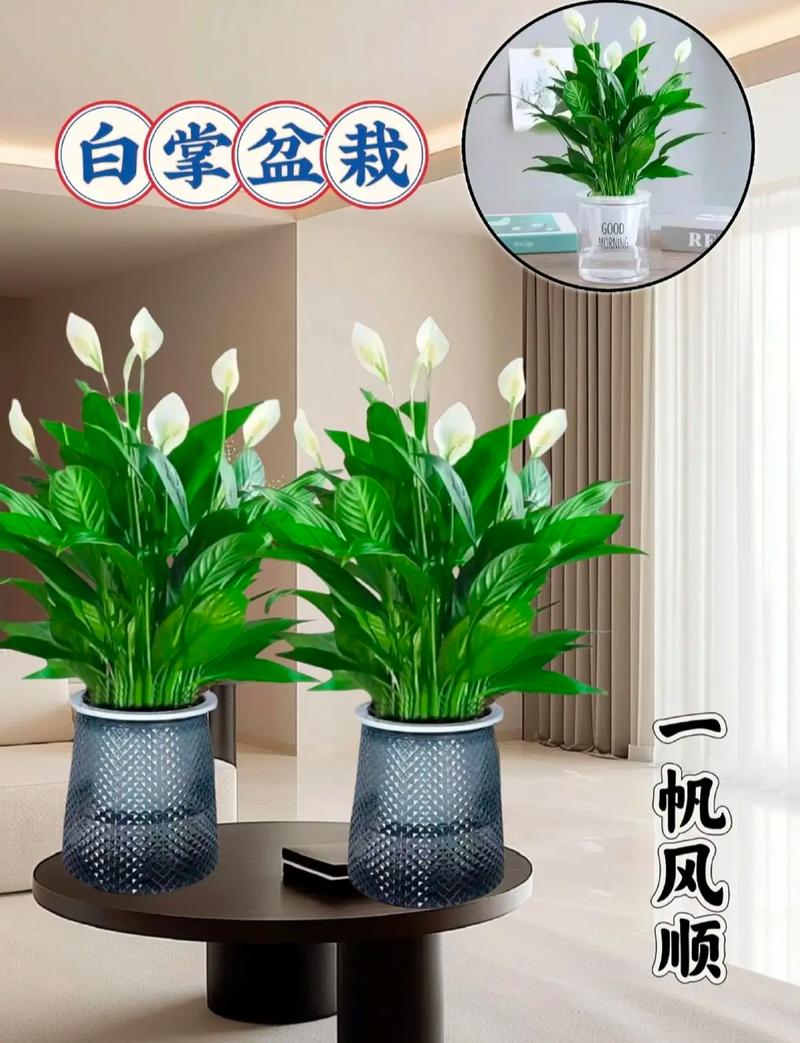 白掌怎么浇水？白掌怎么浇水最合适？-第4张图片-优品飞百科