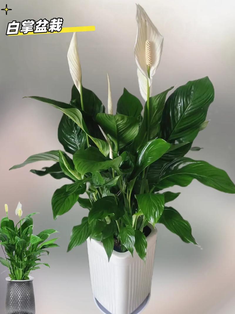 白掌怎么浇水？白掌怎么浇水最合适？-第6张图片-优品飞百科