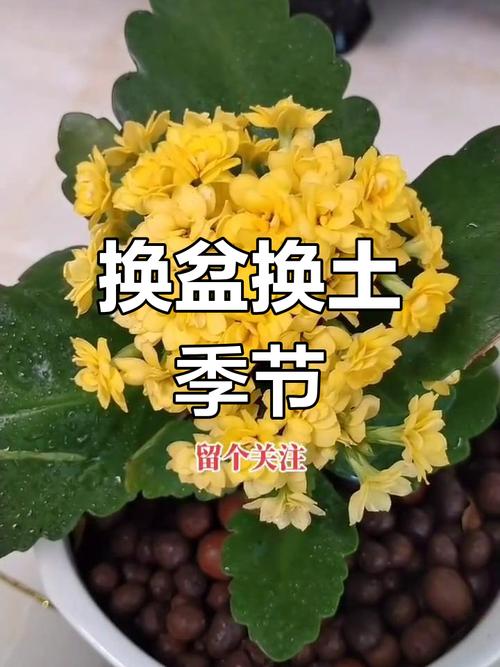 现在不给花换盆，不换盆花会死吗？-第2张图片-优品飞百科