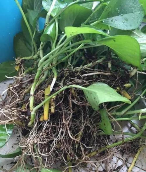 现在不给花换盆，不换盆花会死吗？-第5张图片-优品飞百科