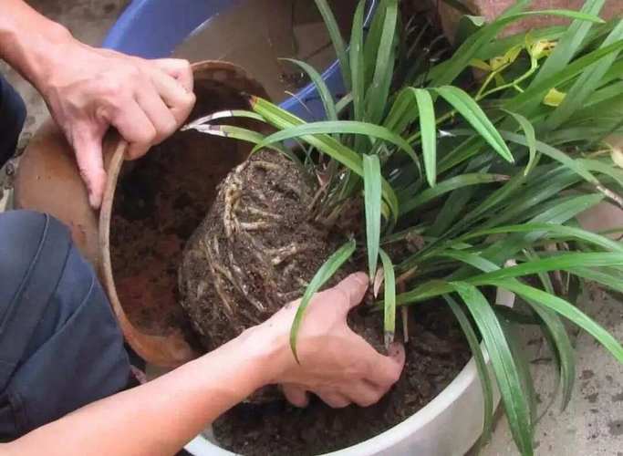 现在不给花换盆，不换盆花会死吗？-第6张图片-优品飞百科