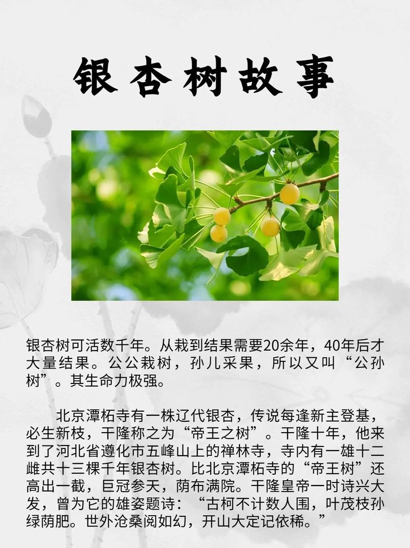 白果种子怎么保存，白果种子如何盆栽？-第2张图片-优品飞百科