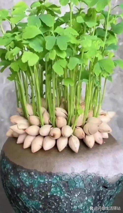 白果种子怎么保存，白果种子如何盆栽？-第3张图片-优品飞百科