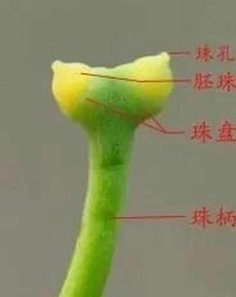 白果种子怎么保存，白果种子如何盆栽？-第5张图片-优品飞百科