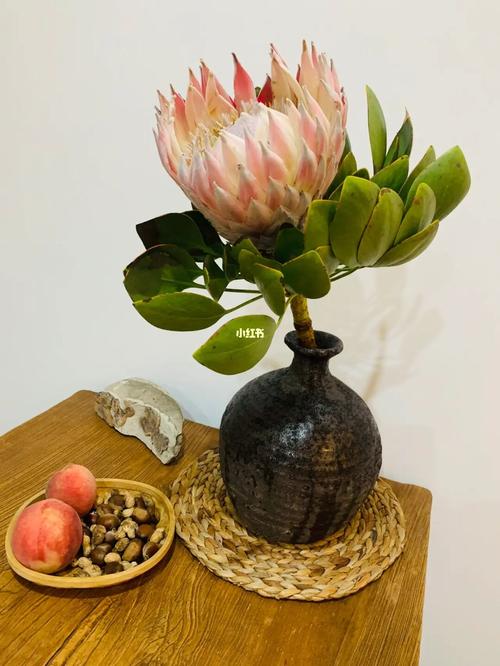 帝王花的养殖方法和注意事项？帝王花怎样种植？