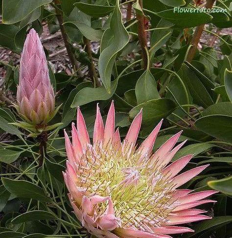 帝王花的养殖方法和注意事项?帝王花怎样种植?-第2张图片-优品飞百科 帝王花的养殖方法和注意事项?帝王花怎样种植?-第2张图片-优品飞百科