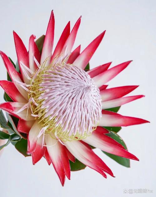 帝王花的养殖方法和注意事项?帝王花怎样种植?-第3张图片-优品飞百科 帝王花的养殖方法和注意事项?帝王花怎样种植?-第3张图片-优品飞百科