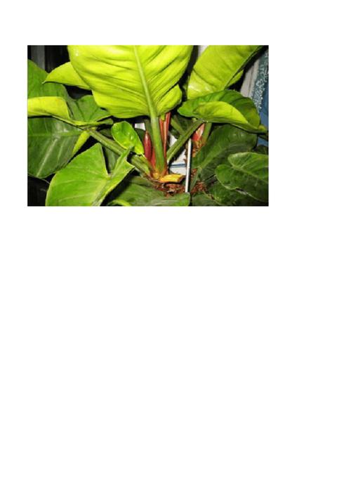 帝王花的养殖方法和注意事项?帝王花怎样种植?-第5张图片-优品飞百科 帝王花的养殖方法和注意事项?帝王花怎样种植?-第5张图片-优品飞百科