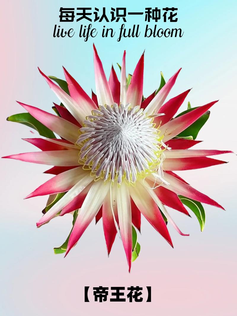 帝王花的养殖方法和注意事项?帝王花怎样种植?-第6张图片-优品飞百科 帝王花的养殖方法和注意事项?帝王花怎样种植?-第6张图片-优品飞百科
