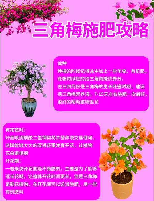 三角梅基肥上什么肥呢,三角梅用什么肥好?-第2张图片-优品飞百科 三角梅基肥上什么肥呢,三角梅用什么肥好?-第2张图片-优品飞百科