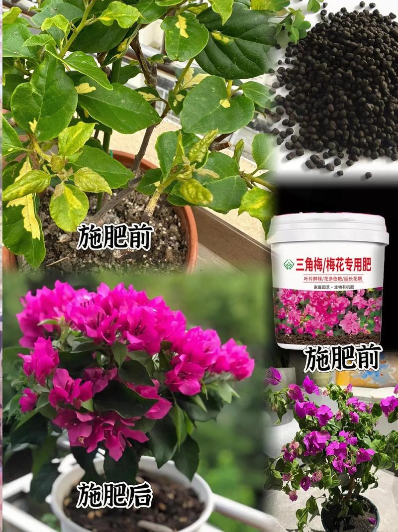 三角梅基肥上什么肥呢,三角梅用什么肥好?-第4张图片-优品飞百科 三角梅基肥上什么肥呢,三角梅用什么肥好?-第4张图片-优品飞百科