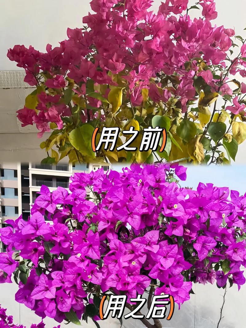 三角梅基肥上什么肥呢,三角梅用什么肥好?-第5张图片-优品飞百科 三角梅基肥上什么肥呢,三角梅用什么肥好?-第5张图片-优品飞百科