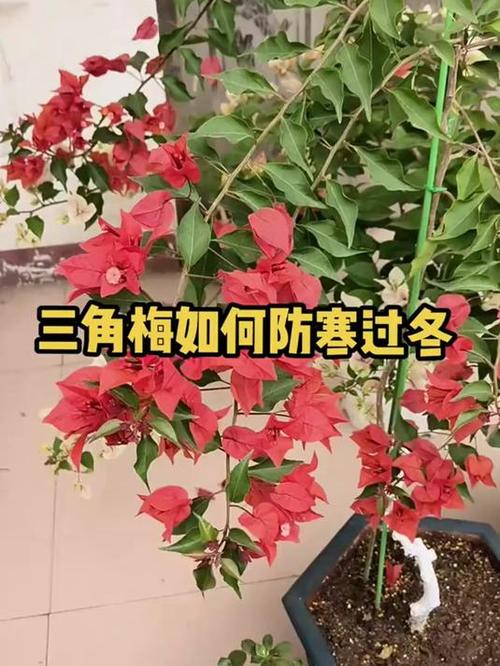 三角梅基肥上什么肥呢,三角梅用什么肥好?-第6张图片-优品飞百科 三角梅基肥上什么肥呢,三角梅用什么肥好?-第6张图片-优品飞百科