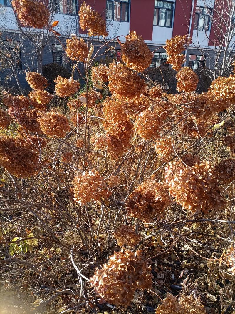 绣球花谢了怎么处理？绣球花谢了要把残花剪掉吗？