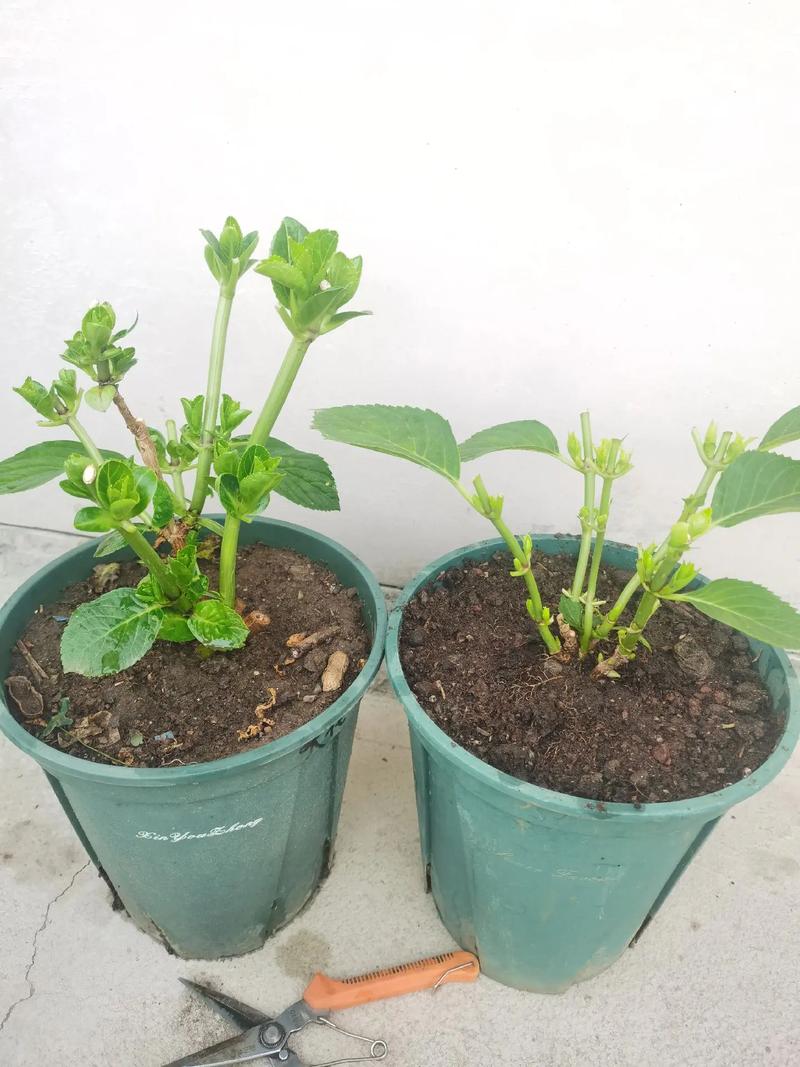 绣球花谢了怎么处理？绣球花谢了要把残花剪掉吗？-第2张图片-优品飞百科