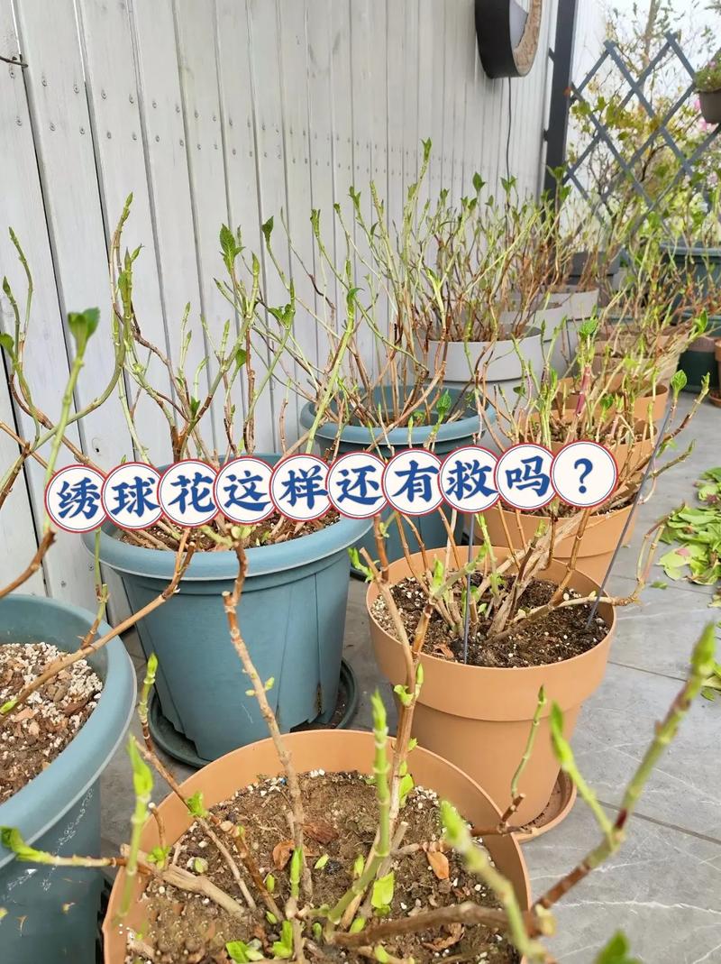 绣球花谢了怎么处理？绣球花谢了要把残花剪掉吗？-第3张图片-优品飞百科