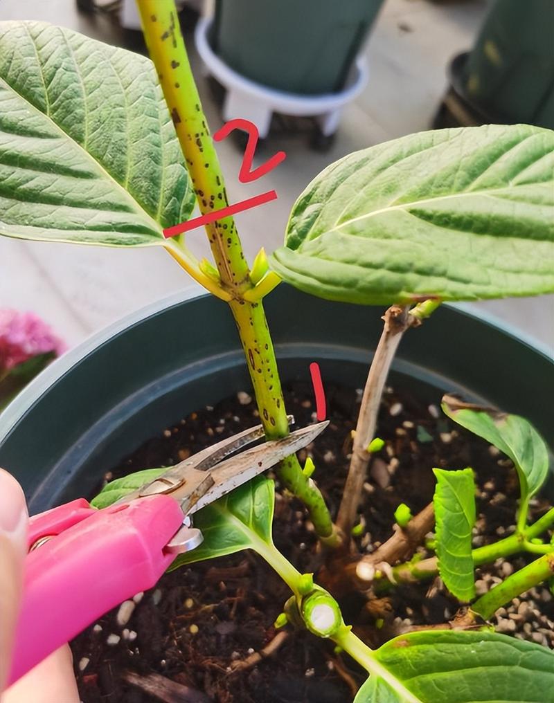 绣球花谢了怎么处理？绣球花谢了要把残花剪掉吗？-第4张图片-优品飞百科