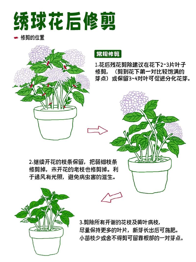绣球花谢了怎么处理？绣球花谢了要把残花剪掉吗？-第5张图片-优品飞百科