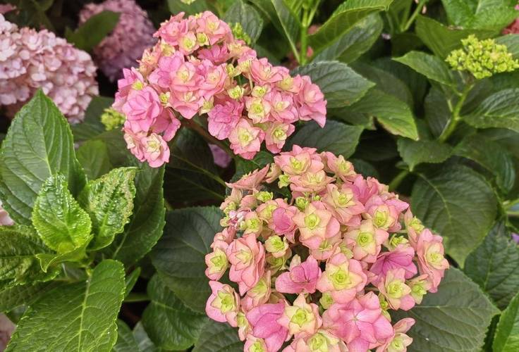 绣球花谢了怎么处理？绣球花谢了要把残花剪掉吗？-第6张图片-优品飞百科