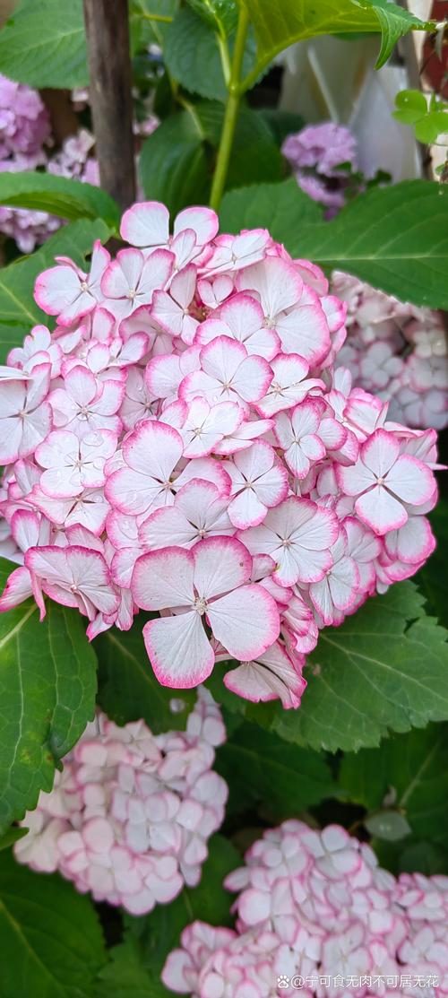 绣球花谢了怎么处理？绣球花谢了要把残花剪掉吗？-第7张图片-优品飞百科