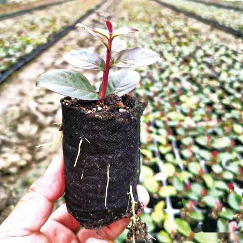 紫薇扦插最简单方法，紫薇扦插最简单方法？