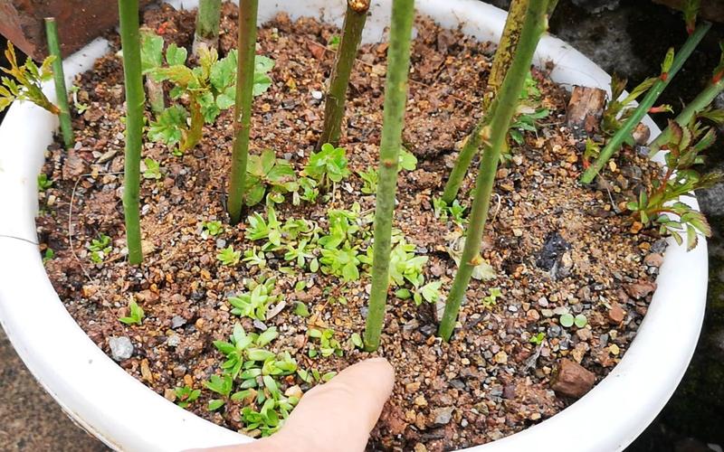 紫薇扦插最简单方法，紫薇扦插最简单方法？-第2张图片-优品飞百科