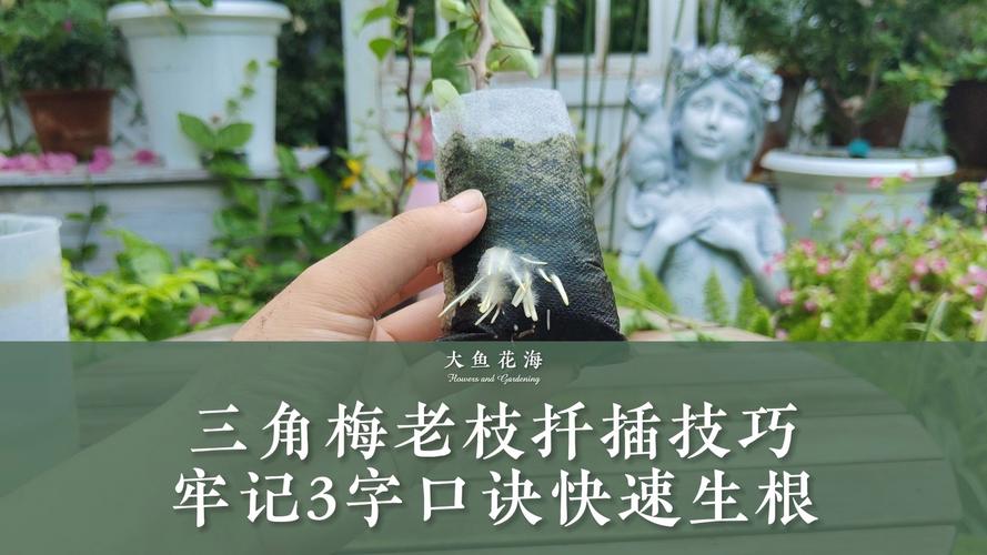 紫薇扦插最简单方法，紫薇扦插最简单方法？-第3张图片-优品飞百科