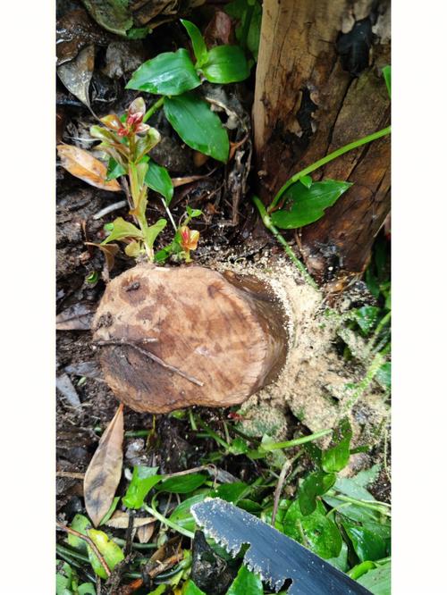 紫薇扦插最简单方法，紫薇扦插最简单方法？-第4张图片-优品飞百科