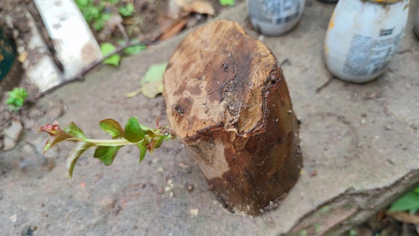 紫薇扦插最简单方法，紫薇扦插最简单方法？-第5张图片-优品飞百科