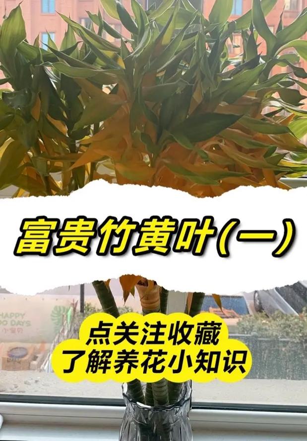 竹子怎么养叶子不黄？竹子怎样养才能不黄叶？