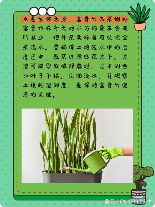 竹子怎么养叶子不黄？竹子怎样养才能不黄叶？-第2张图片-优品飞百科