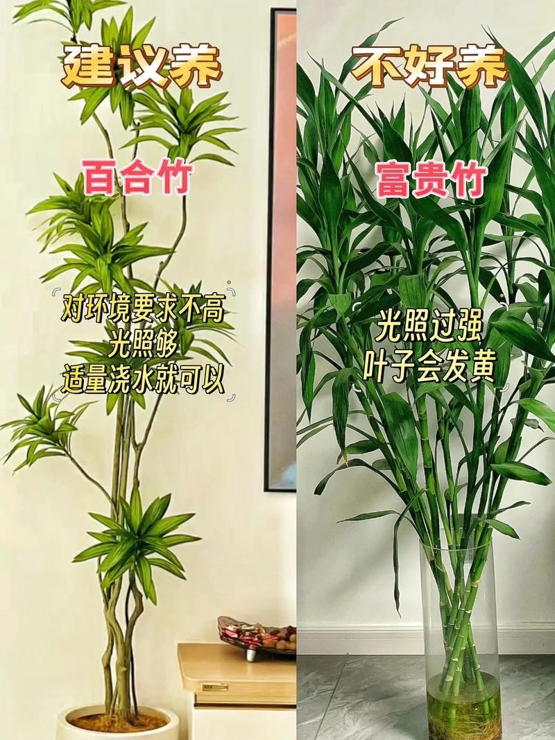 竹子怎么养叶子不黄？竹子怎样养才能不黄叶？-第3张图片-优品飞百科