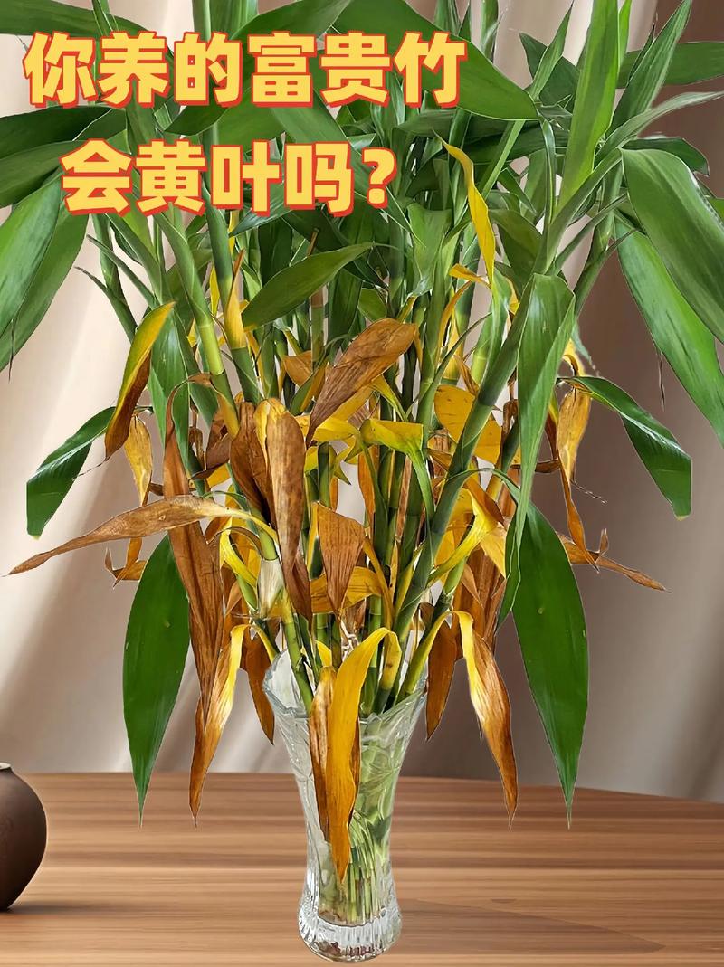 竹子怎么养叶子不黄？竹子怎样养才能不黄叶？-第5张图片-优品飞百科