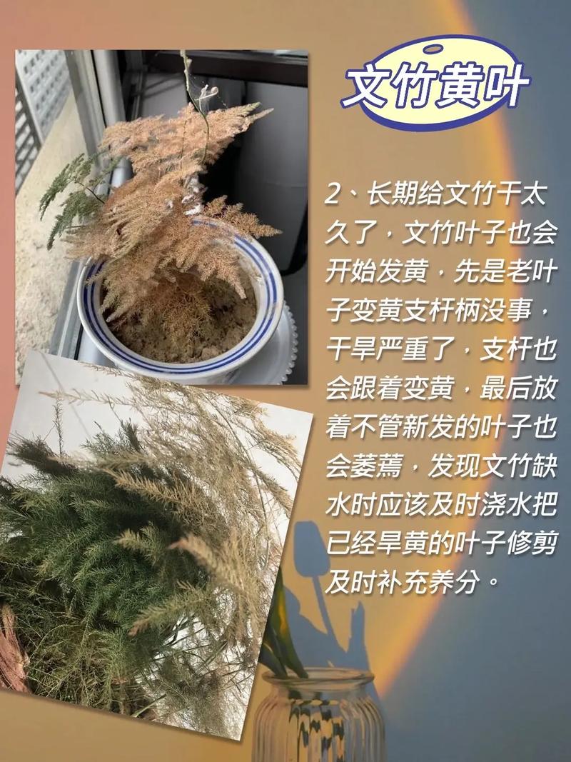 竹子怎么养叶子不黄？竹子怎样养才能不黄叶？-第6张图片-优品飞百科