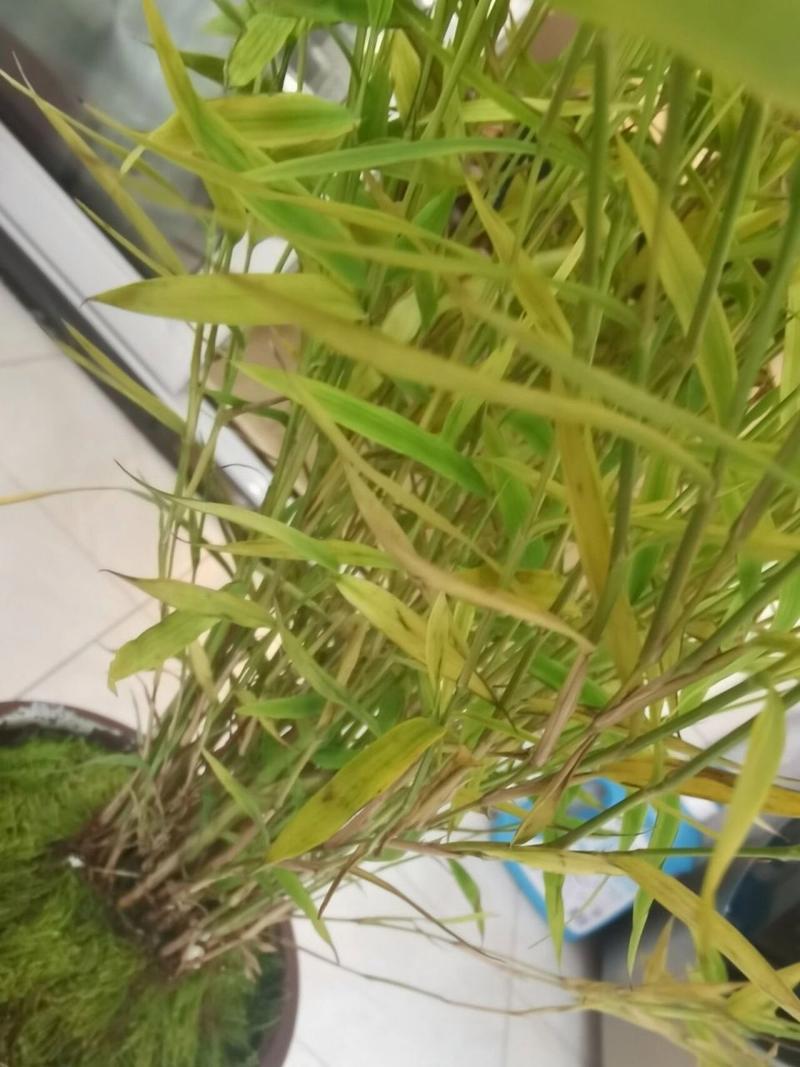 竹子怎么养叶子不黄？竹子怎样养才能不黄叶？-第7张图片-优品飞百科