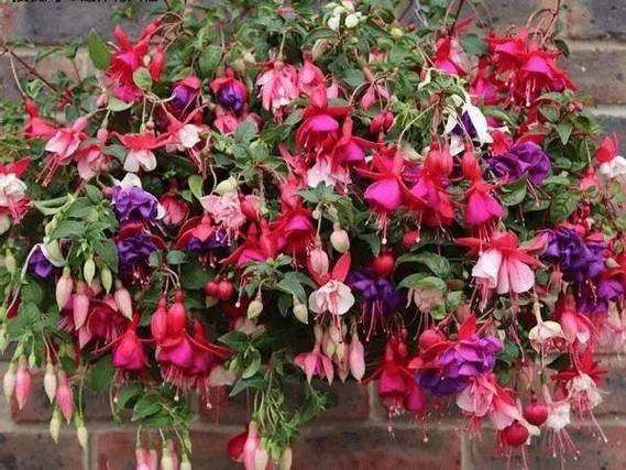 倒挂金钟可以水扦插吗？倒挂金钟能扦插吗？-第2张图片-优品飞百科