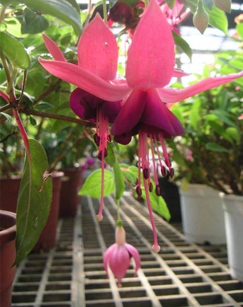 倒挂金钟可以水扦插吗？倒挂金钟能扦插吗？-第5张图片-优品飞百科